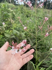 Oenothera gaura