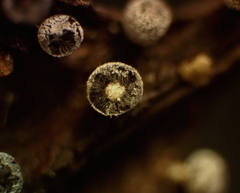 Didymium squamulosum
