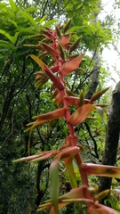 Tillandsia guatemalensis