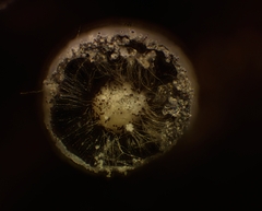 Didymium squamulosum