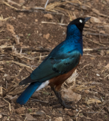 Lamprotornis superbus