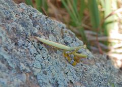 Mantis religiosa
