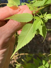Bidens discoidea