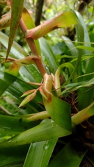 Tillandsia guatemalensis