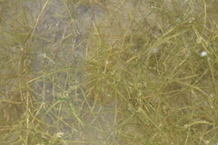 Zannichellia palustris