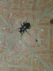 Carabus violaceus