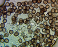 Didymium squamulosum