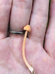 Entoloma quadratum