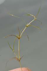 Zannichellia palustris