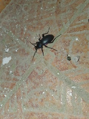Carabus violaceus