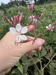 Oenothera gaura