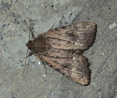 Amphipyra pyramidea
