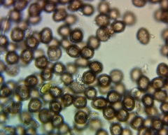 Didymium squamulosum