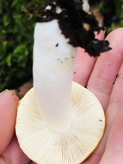 Russula claroflava