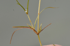 Zannichellia palustris