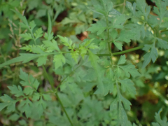Bidens bipinnata