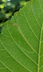 Stigmella apicialbella
