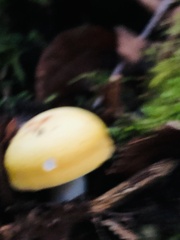 Russula claroflava