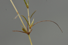 Zannichellia palustris