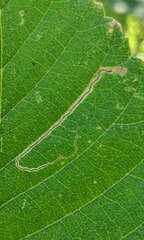 Stigmella apicialbella