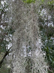 Tillandsia usneoides