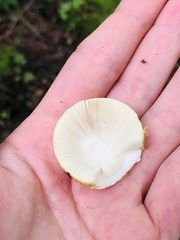 Russula claroflava