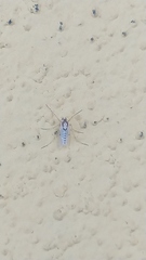 Chironomoidea