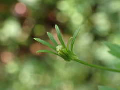 Bidens bipinnata