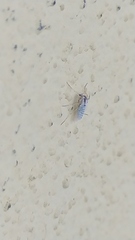 Chironomoidea