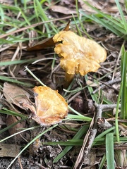 Cantharellus minor