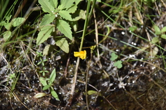 Utricularia macrorhiza
