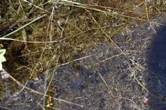 Utricularia macrorhiza