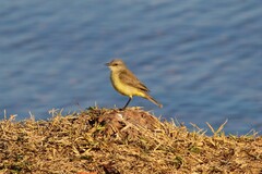 Machetornis rixosa