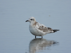 Ichthyaetus melanocephalus