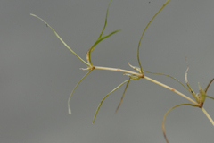 Zannichellia palustris