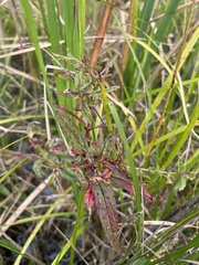Epilobium coloratum