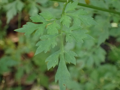Bidens bipinnata