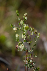 Hypericum tetrapetalum