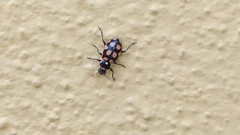 Eriopis serrai