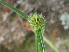 Cyperus metzii
