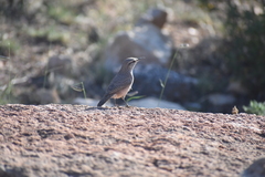 Salpinctes obsoletus