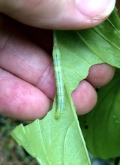 Trichoplusia ni