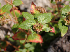 Euphorbia ophthalmica
