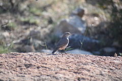 Salpinctes obsoletus