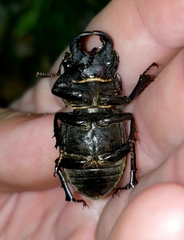 Lucanus mazama