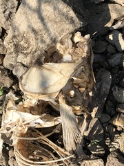 Actinopterygii