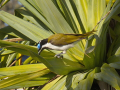 Entomyzon cyanotis