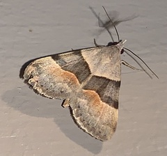 Hemeroplanis incusalis