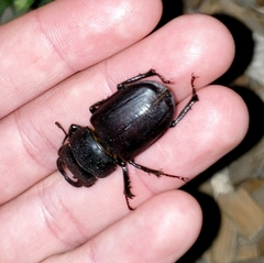 Lucanus mazama