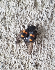 Nicrophorus defodiens